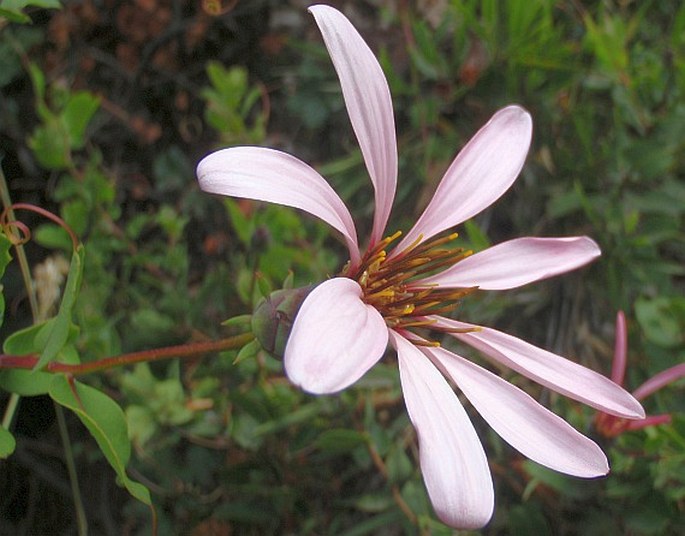 MUTISIA SPINOSA Ruiz et Pav. ex F. Delaroche