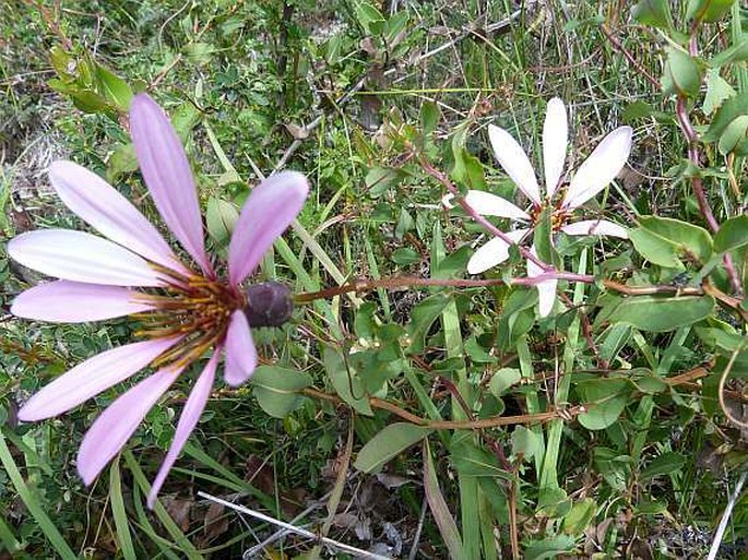 Mutisia spinosa