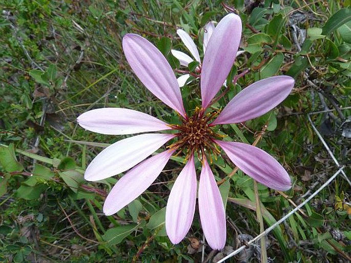 Mutisia spinosa