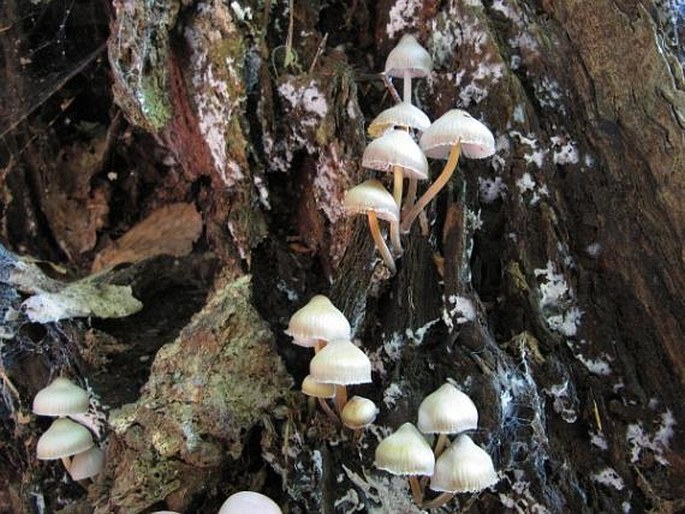 Mycena renati