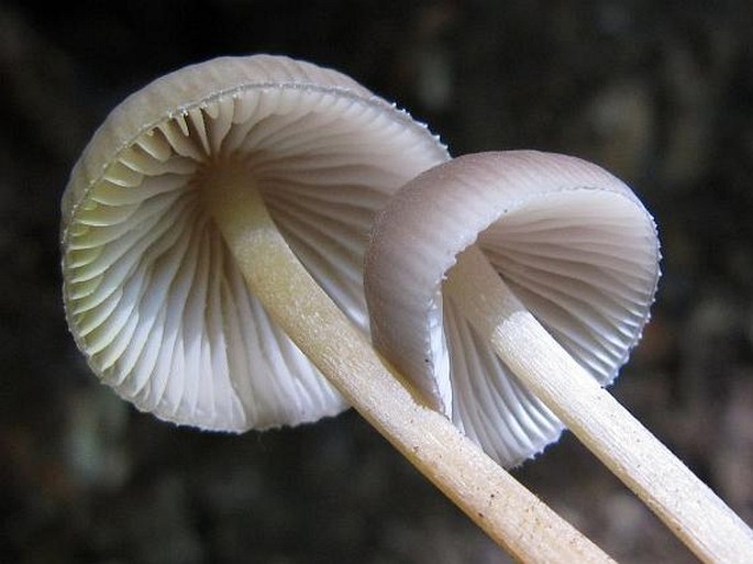 Mycena renati