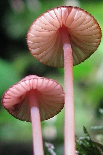 Mycena rubromarginata