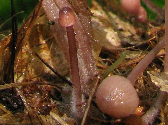 Mycena rubromarginata