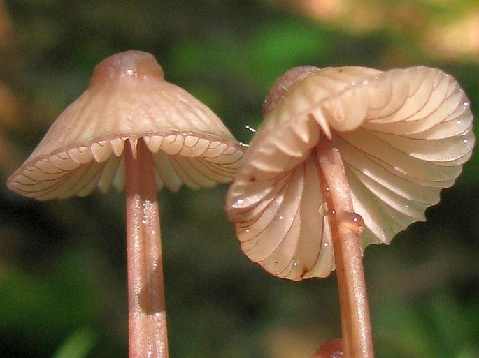 Mycena rubromarginata