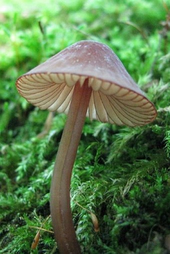 Mycena sanguinolenta