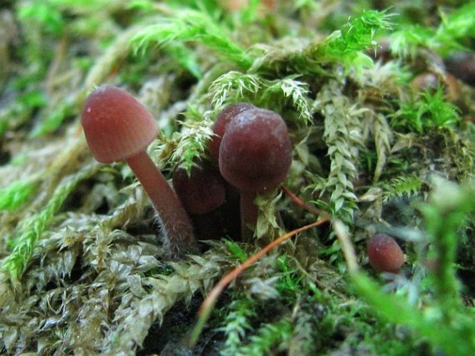 Mycena sanguinolenta