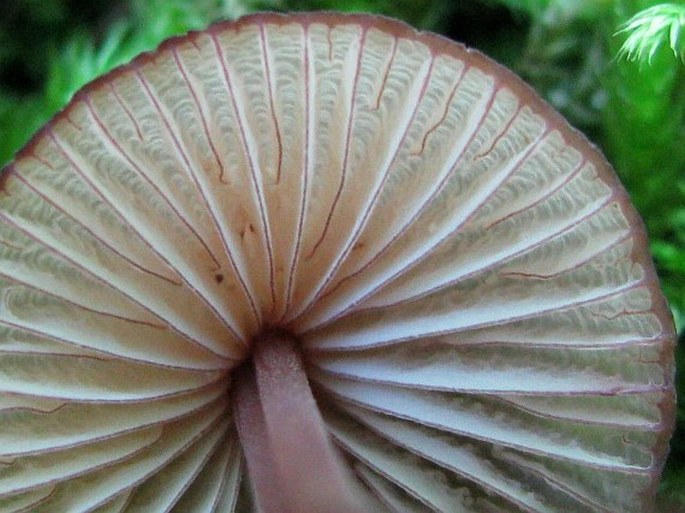 Mycena sanguinolenta