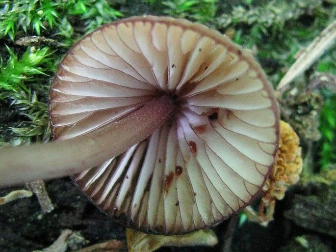 Mycena sanguinolenta