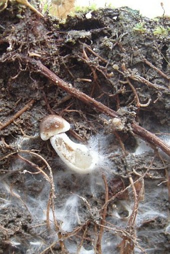 Z výstavy O čem je současná botanika: Mykorhizní houby - všudypřítomní partneři kořenů rostlin