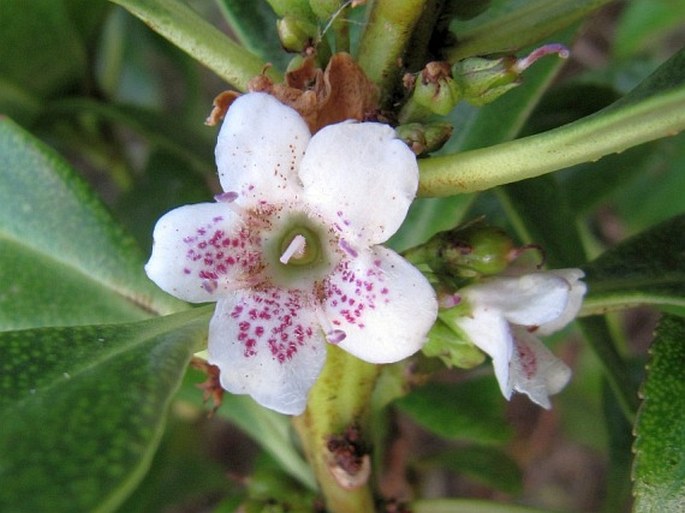 MYOPORUM LAETUM G. Forst.