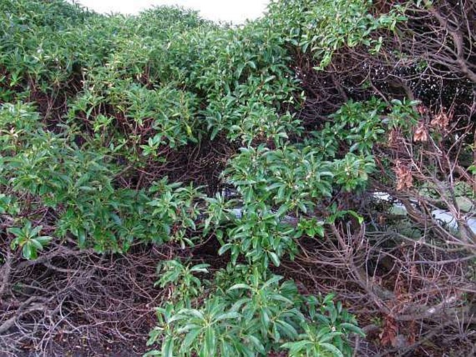 Myoporum laetum