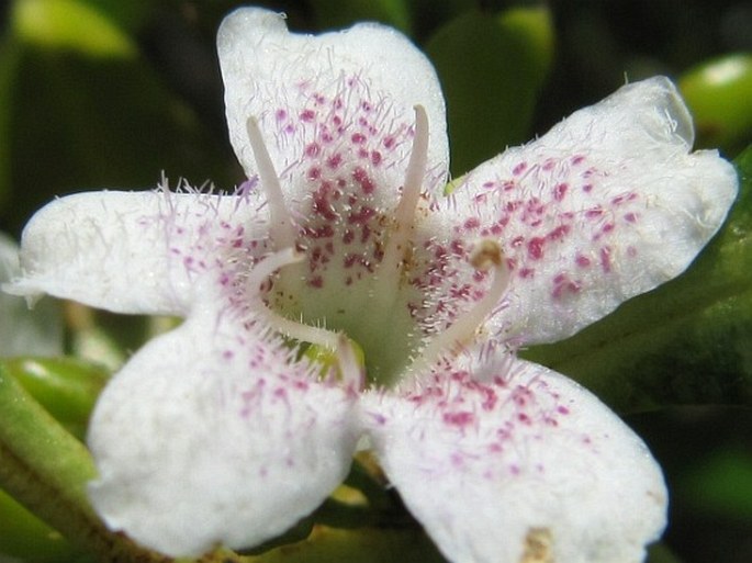 Myoporum laetum