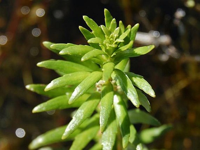 Myriophyllum hippuroides