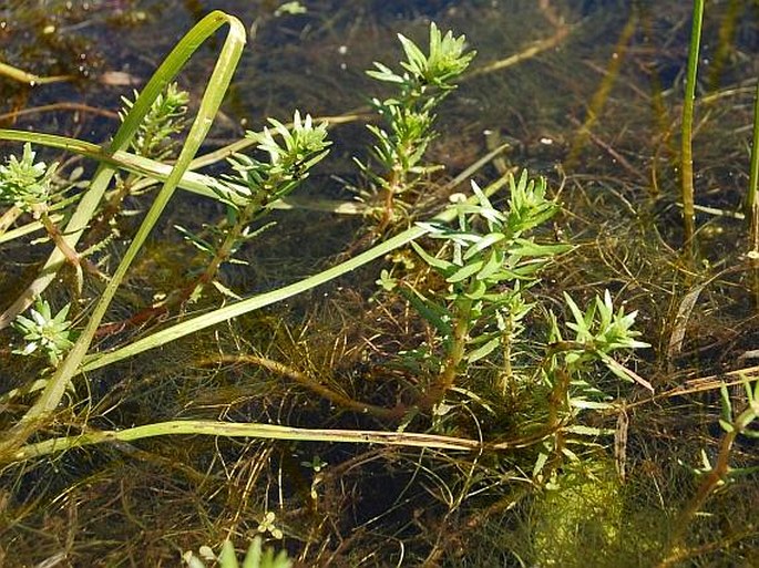 Myriophyllum hippuroides