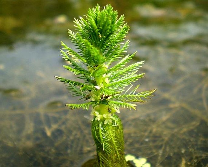 MYRIOPHYLLUM VERTICILLATUM L. – stolístek přeslenatý / stolístok praslenatý