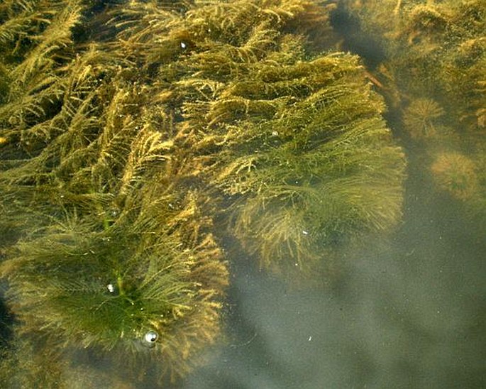 Myriophyllum verticillatum