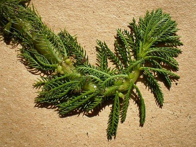 Myriophyllum verticillatum