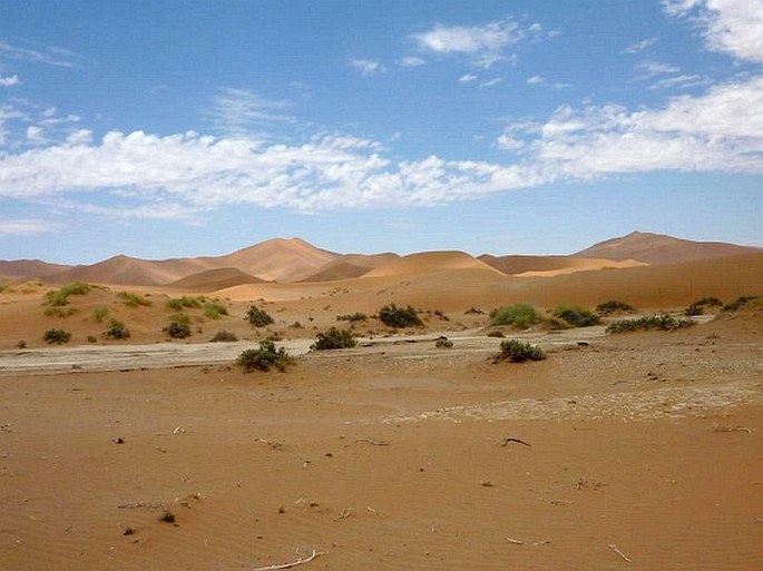 Paleotropis – Karoo-namibská oblast – Namibská provincie