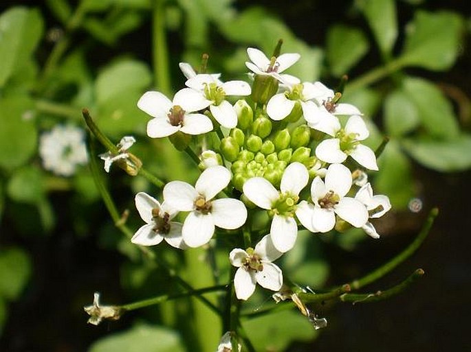 NASTURTIUM MICROPHYLLUM (Boenn. ex Rchb.) Rchb. – potočnice drobnolistá / potočnica