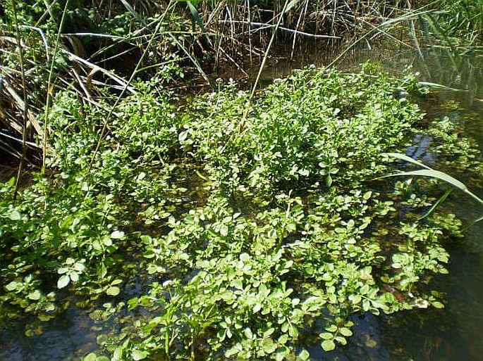 Nasturtium microphyllum/