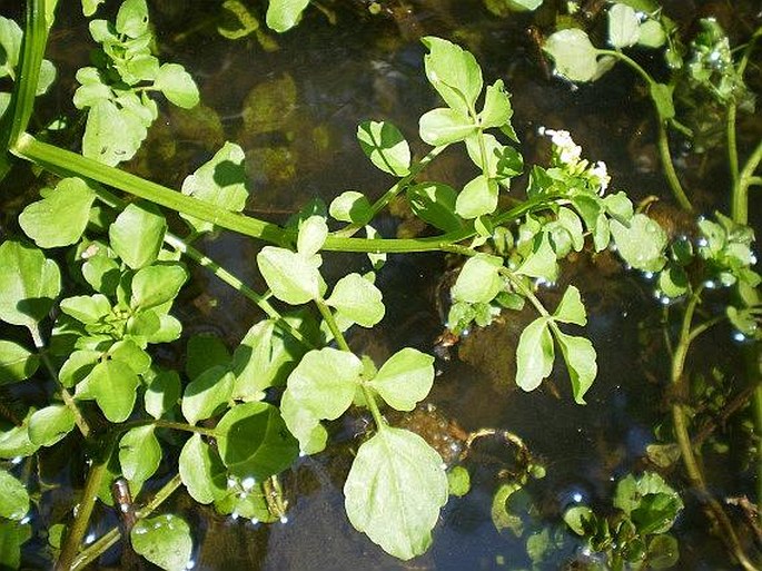 Nasturtium microphyllum/