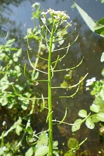 Nasturtium microphyllum/