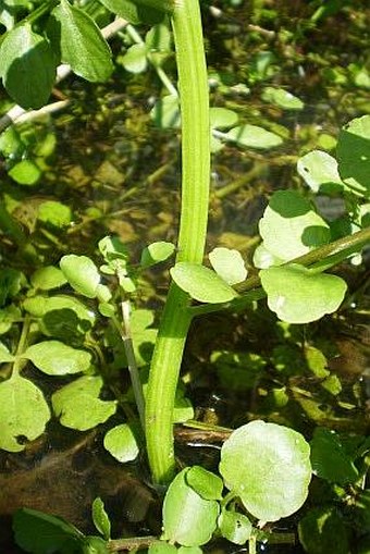 Nasturtium microphyllum/