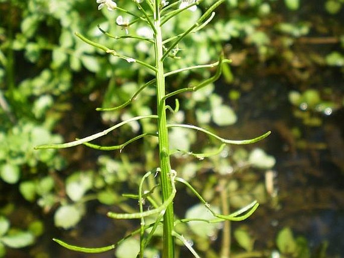 Nasturtium microphyllum/
