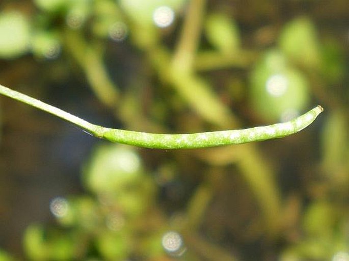 Nasturtium microphyllum/