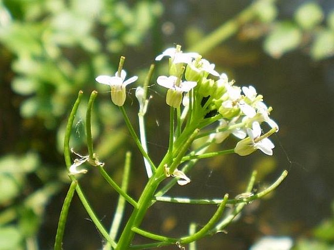 Nasturtium microphyllum/