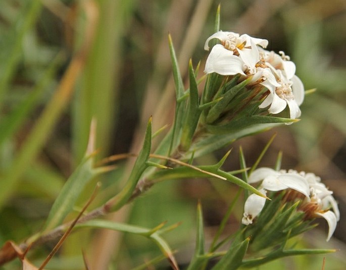 Nassauvia aculeata