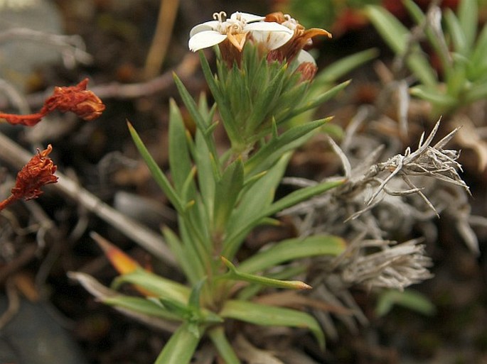 Nassauvia aculeata