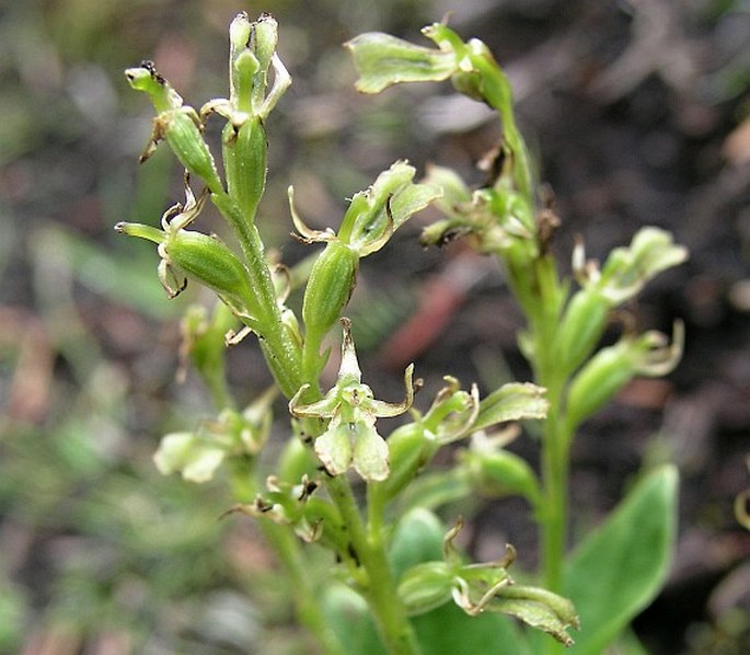 Listera convallarioides