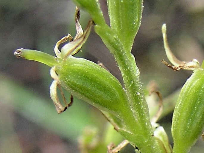 Listera convallarioides