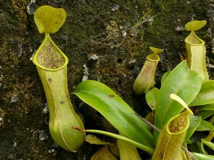 Nepenthes tobaica