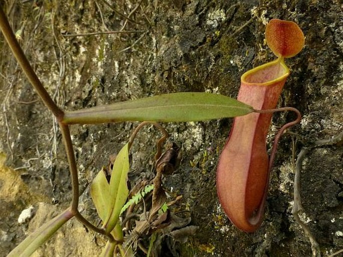 Nepenthes tobaica