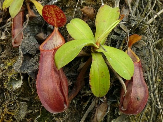 Nepenthes tobaica