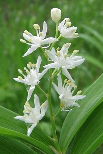 Maianthemum stellatum