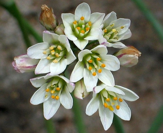 NOTHOSCORDUM GRACILE (Aiton) Stearn