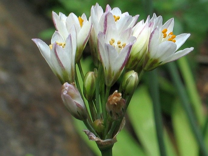 Nothoscordum gracile