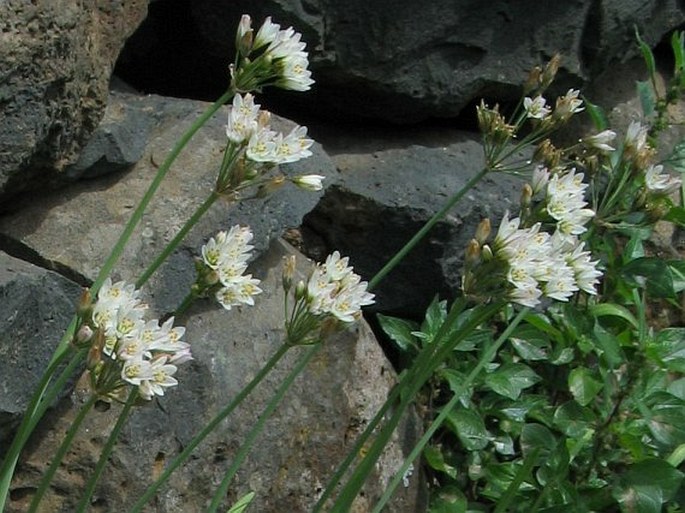 Nothoscordum gracile