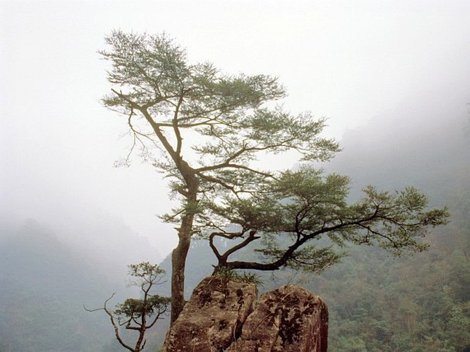 NOTHOTSUGA LONGIBRACTEATA (W. C. Cheng) C. N. Page – pajedlovec čínský