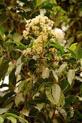 Nuxia floribunda