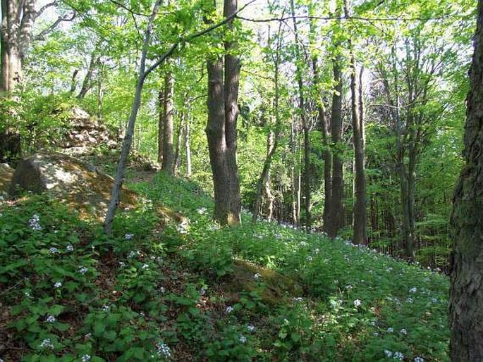 Obřany - přírodní rezervace