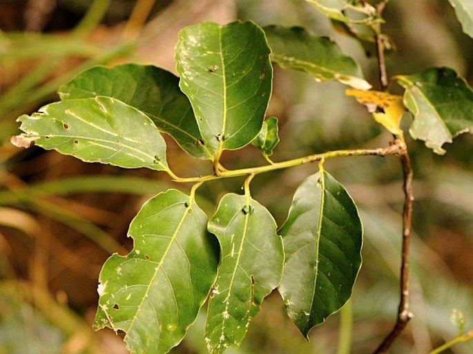 Ocotea bullata