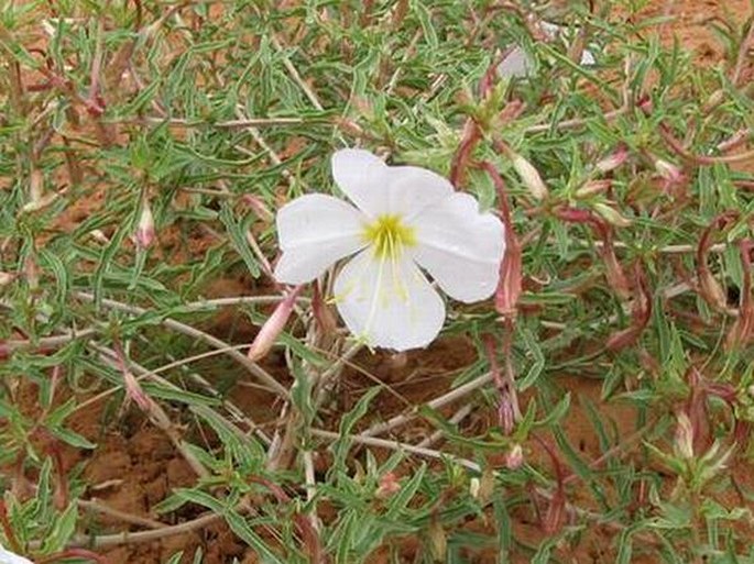 OENOTHERA PALLIDA Lindl. - pupalka