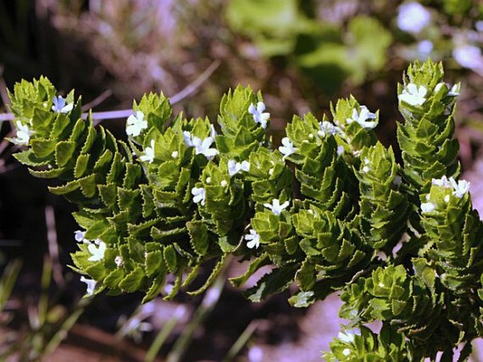 OFTIA AFRICANA (L.) Bocq.