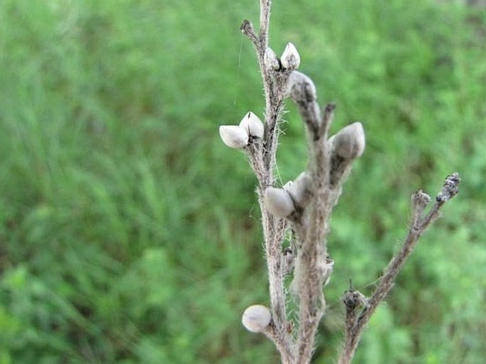 Onosmodium bejariense