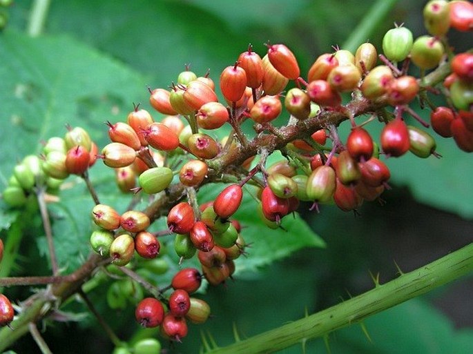 OPLOPANAX HORRIDUS (Sm.) Miq.