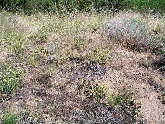 Opuntia fragilis